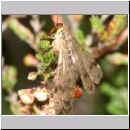 Panorpa sp - Skorpionsfliege m01b.jpg